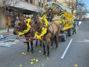 Daffodil